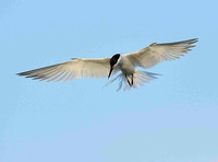 Sandwich Tern hovering.