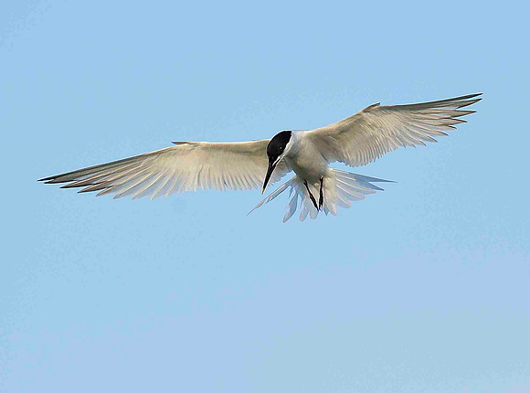Sandwich Tern hovering.