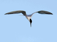 Sandwich Tern ready to dive.