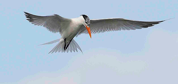 Mid-flight Royal Tern.