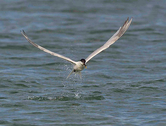 Sandwich Tern with fish.
