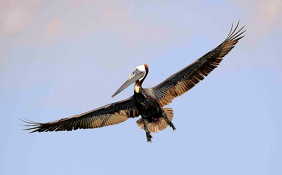 Mid flight, Brown Pelican.
