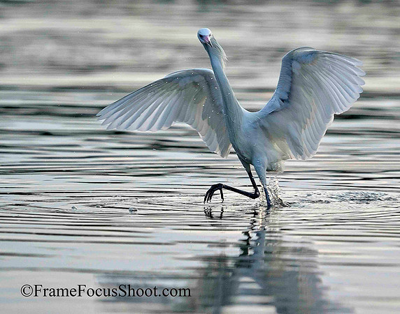 Reddish Egret , White Morph. on the hunt