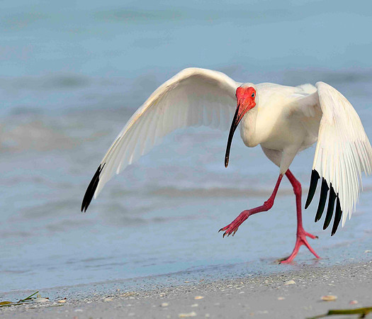 White Ibis,  breeding plumage.
