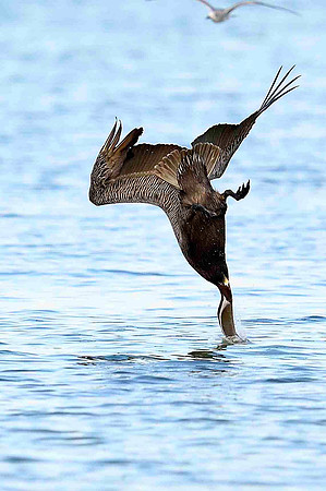 Contact. Diving Brown Pelican.