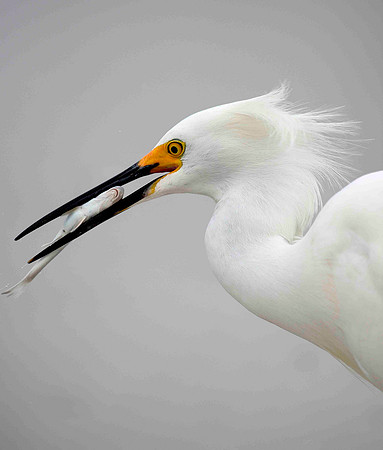 Happy Snowy Egret.