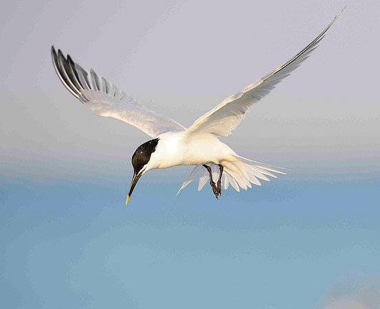 Hovering Sandwich Tern.