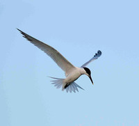 Sandwich Tern hovering.