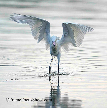 Reddish Egret , White Morph.. wings up.