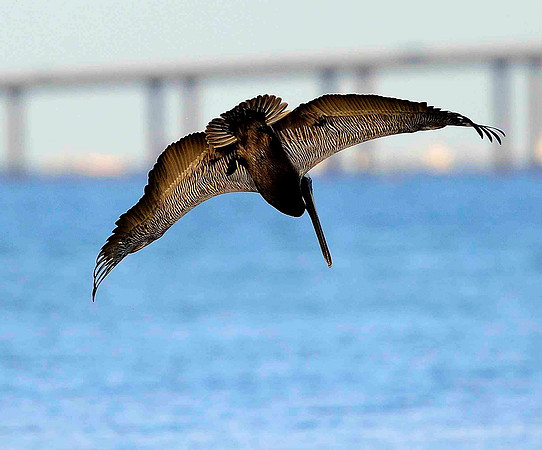 Driving Brown Pelicans.