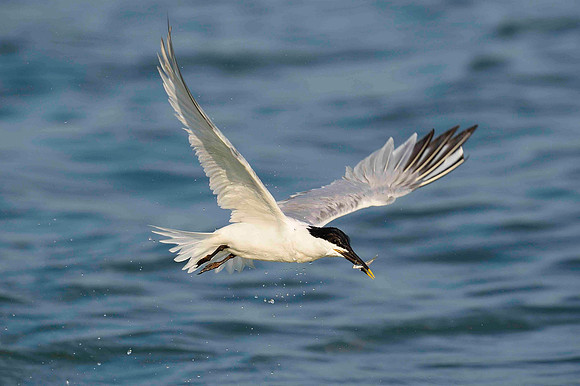 Homeward bound with dinner. Sandwich Tern.