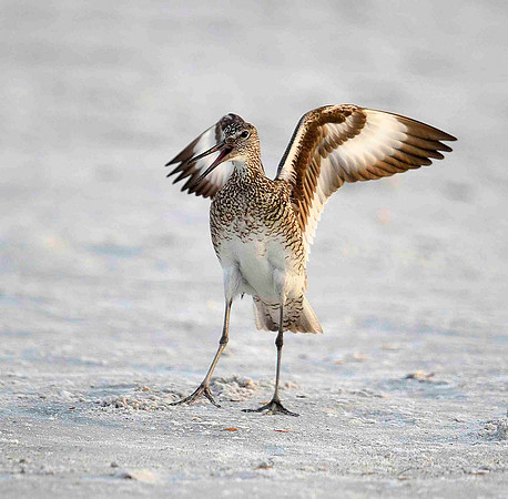 Dowitcher Displaying