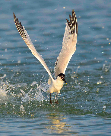 Take off. Sanwich Tern.