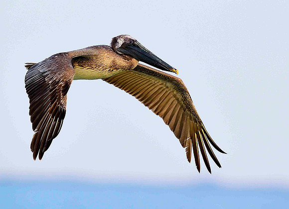 Gliding Brown Pelician.