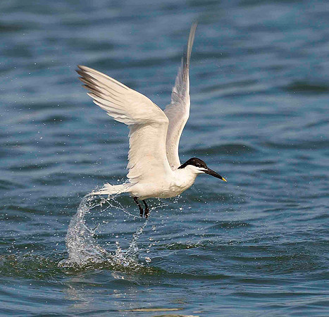 Airborn, Sandwich Tern.
