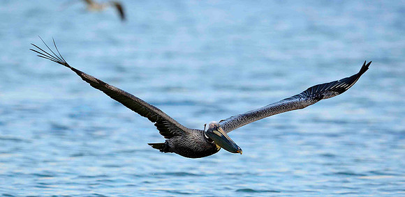 Soaring Brown Pelican.