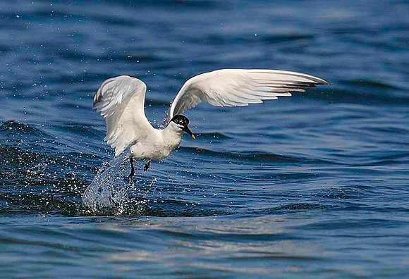 Take off, Sandwich Tern.