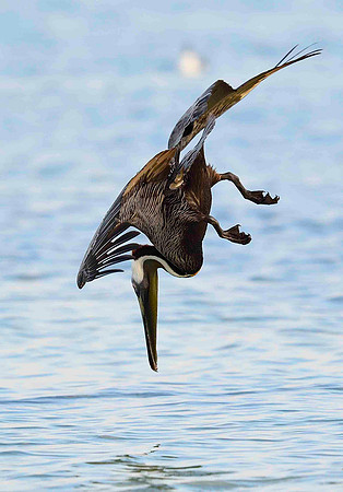 In flight , Diving Brown Pelican.