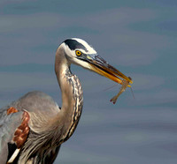 Great Blue Heron with crab.