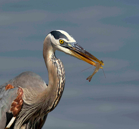 Great Blue Heron with crab.
