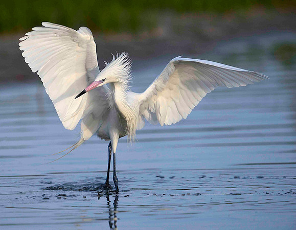 Reddish Egret , White Morph , hunting posture.