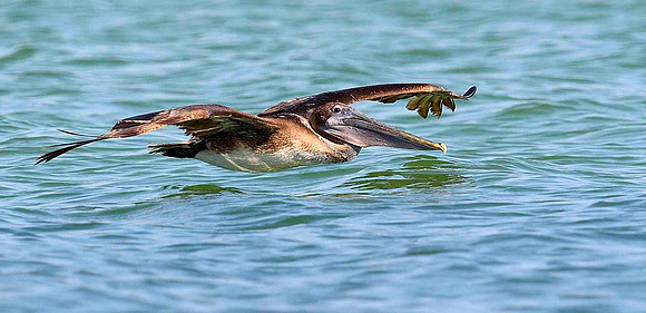 Skimming the wave tops. Brown Pelican.
