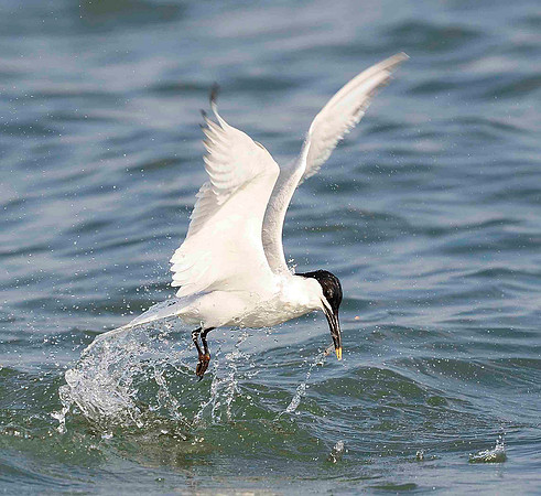 Sandwich Tern , great catch.