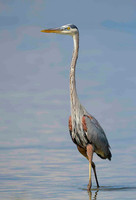 greay Blue Heron