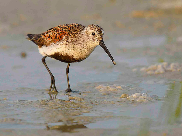 Dunlin breeding plumage.
