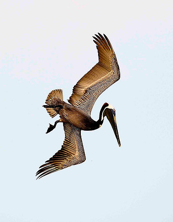 Diving Brown Pelicins.