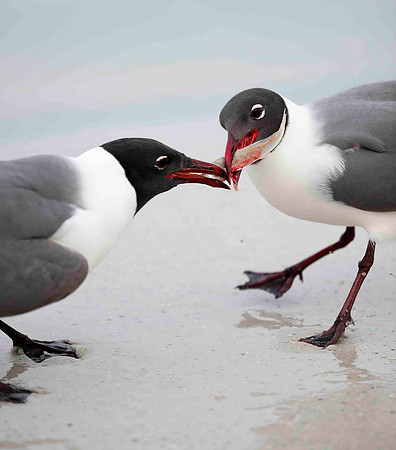 Laughing Gulls , That's my fish !.