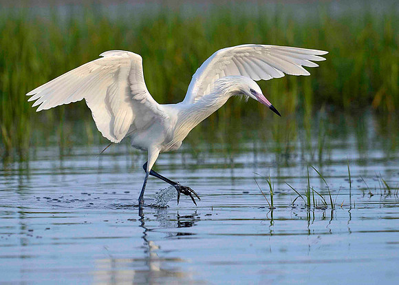 _DSC5124Reddish Egret, White Morph, wings up hunting.