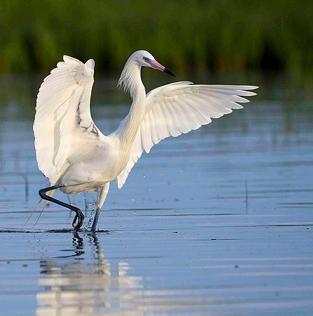 daning Reddish Egret, White Morph.