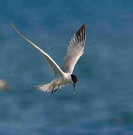 Ready to dive. Sandwich Tern.