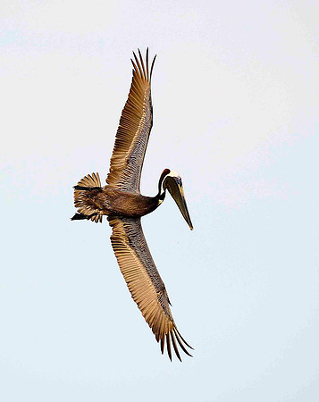 Diving Brown  Pelicans.