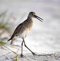 Dowitcher breeding plumage