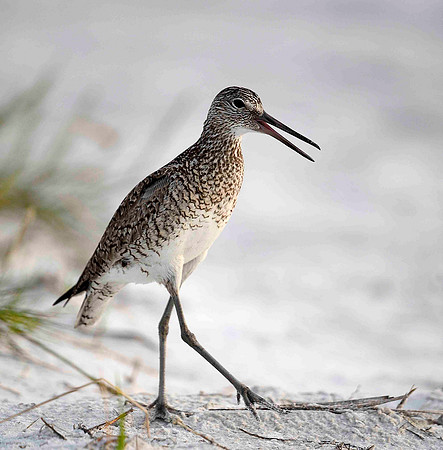Dowitcher breeding plumage