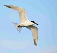 Sandwich Tern in flight.