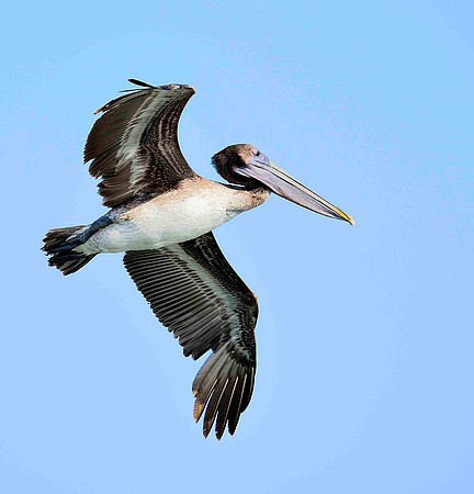 Sorting Brown Pelicans.