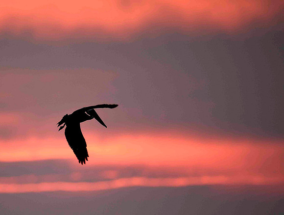Pelican sunrise.