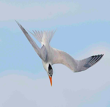 Diving Royal tern.