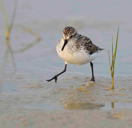 Dunlin.