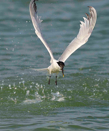 Wings up, Sandwich Tern.