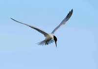 _DSC2050Sandwich Tern hovering.