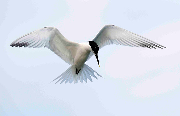 Hovering Sandwich Tern.
