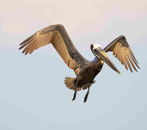 Brown Pelicans inflight.