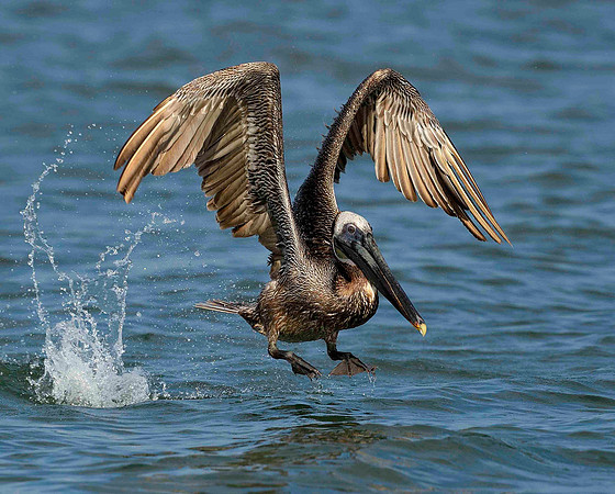 Brown Pelican takeoff.