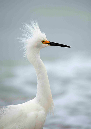 Snowy Egret hackles up.