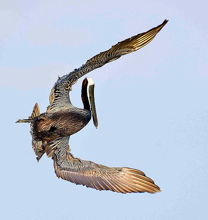 Brown Pelicans banking.