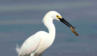 Snowy Egret with crab.